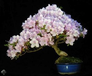 Bonsai