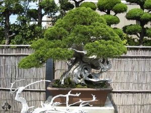 Bonsai