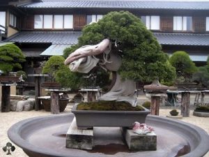 Bonsai