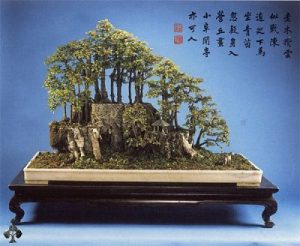 Bonsai
