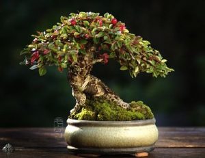 Bonsai